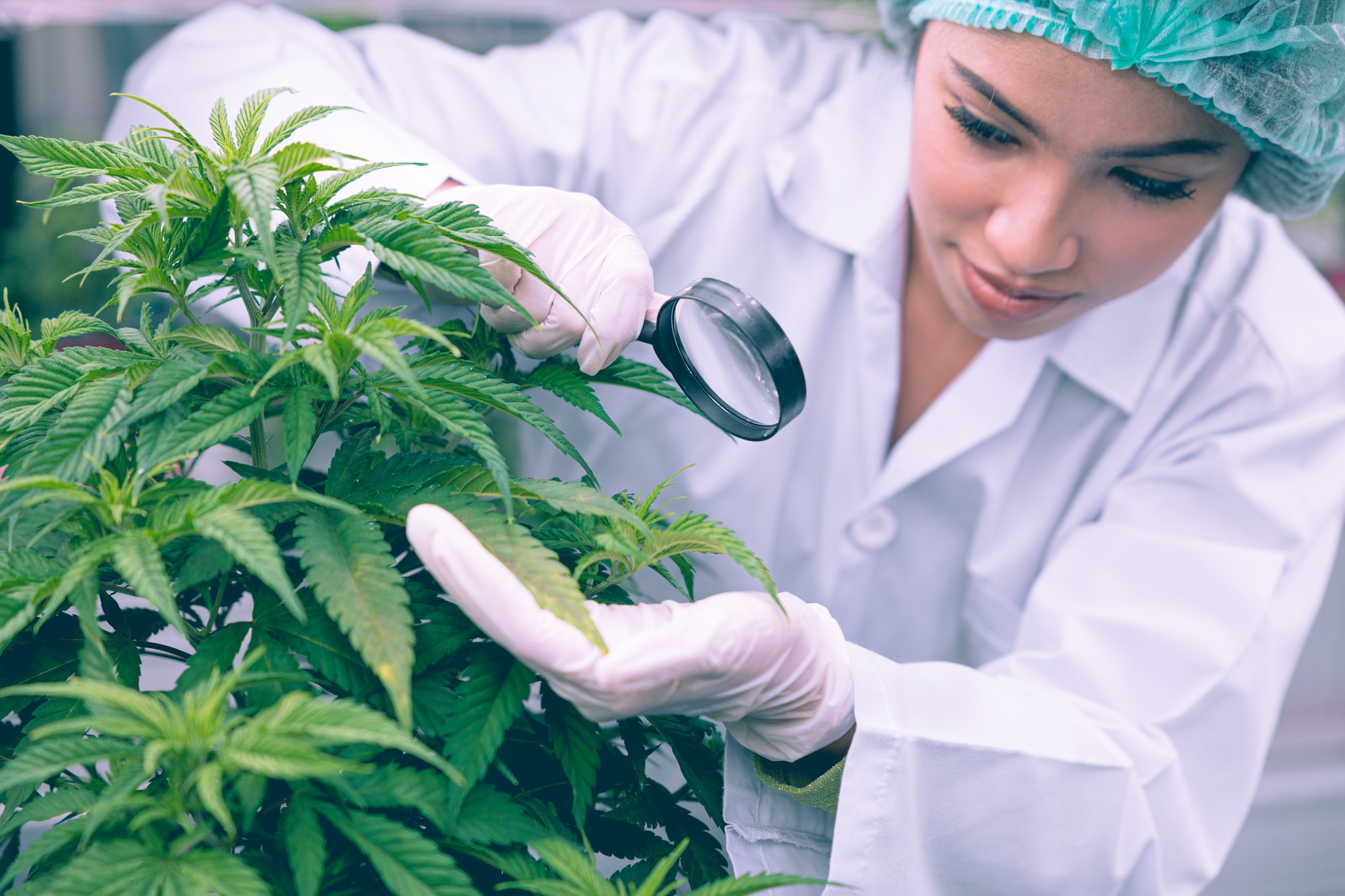 Cannabis Sativa or Cannabis Indica medical plant farming agriculture research for medicine.